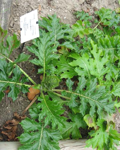 A close-up of a green leafy plant with large, deeply lobed leaves growing in soil, accompanied by a white identification label reading "Acanthus mollis L." and other botanical text.