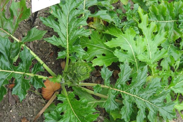 Jardin des Parfums et des Plantes