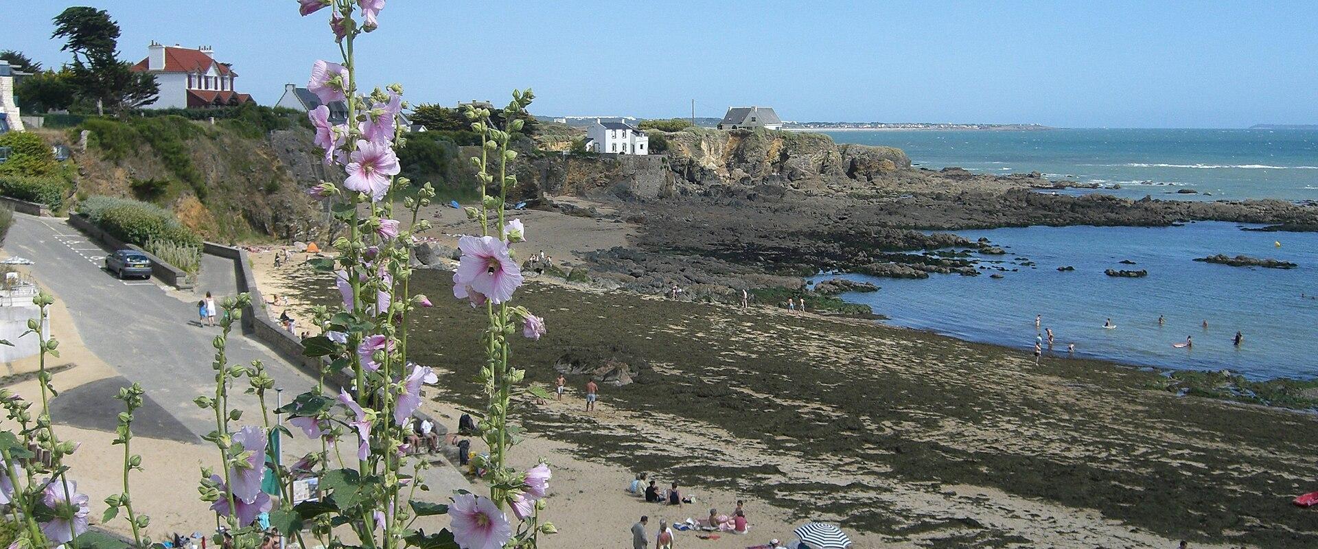 Hollyhocks above the rocky shore and beach at Le Pouldu