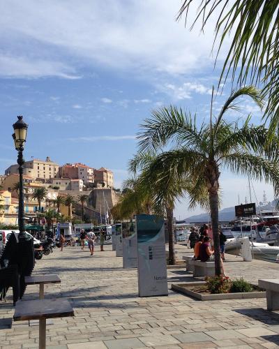 Paved marina walkway with palm trees, benches, moored boats, and Calvi’s Citadel on the hill.