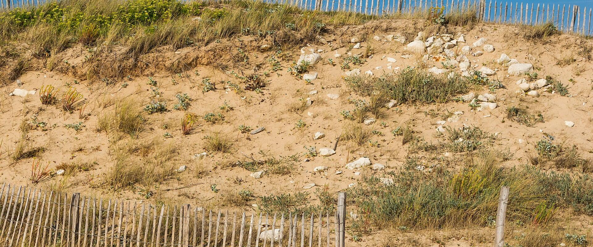A sandy dune slope with sparse grasses, scattered white stones, and two wooden slat fences (one near the top, one lower down) under a clear blue sky.