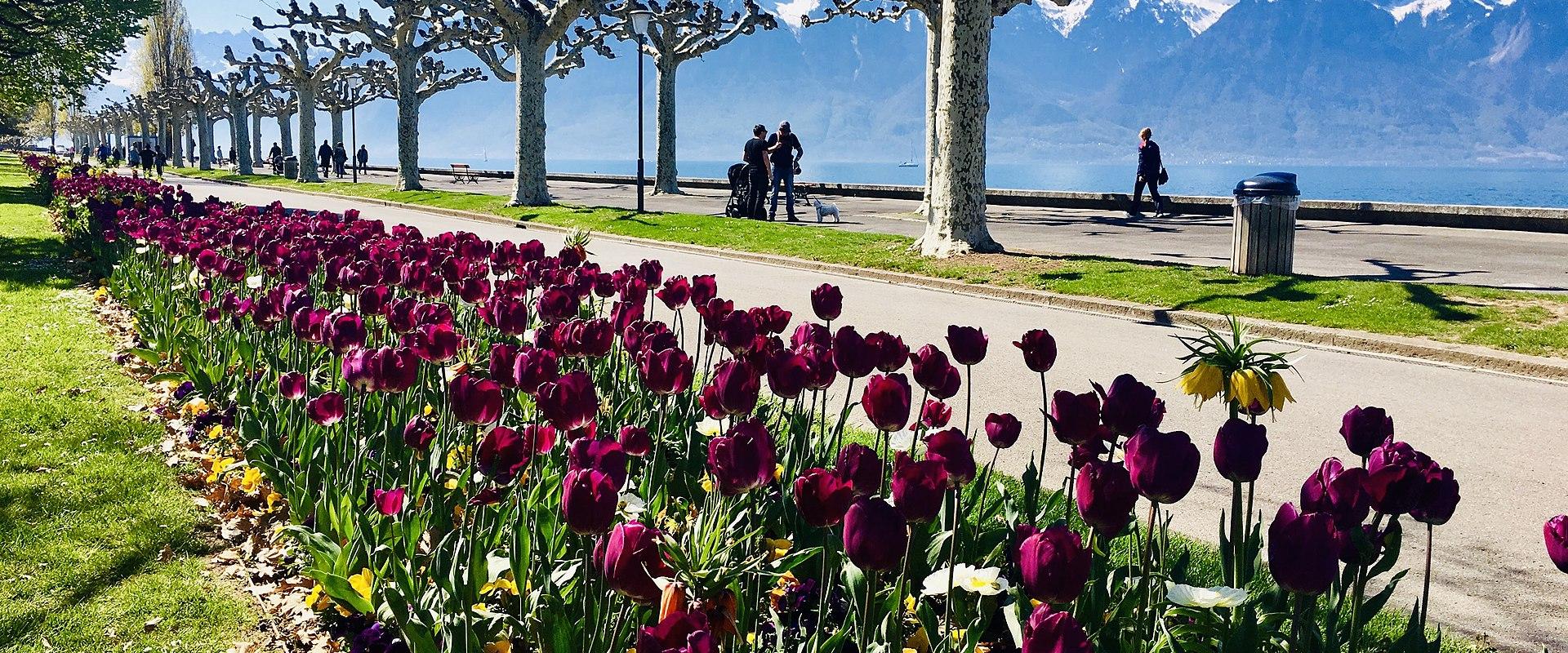 Lac Léman (Lake Geneva) Promenade