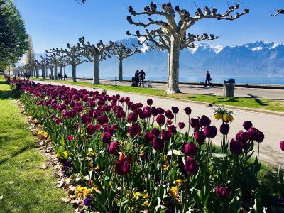 A row of purple tulips and pruned plane trees lines a paved promenade next to a large lake with snow-capped mountains in the background.