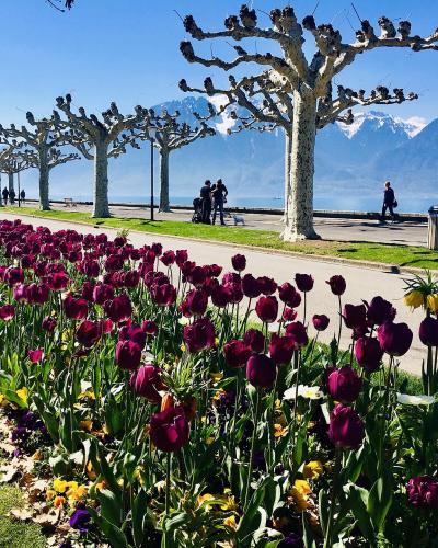 A row of purple tulips and pruned plane trees lines a paved promenade next to a large lake with snow-capped mountains in the background.