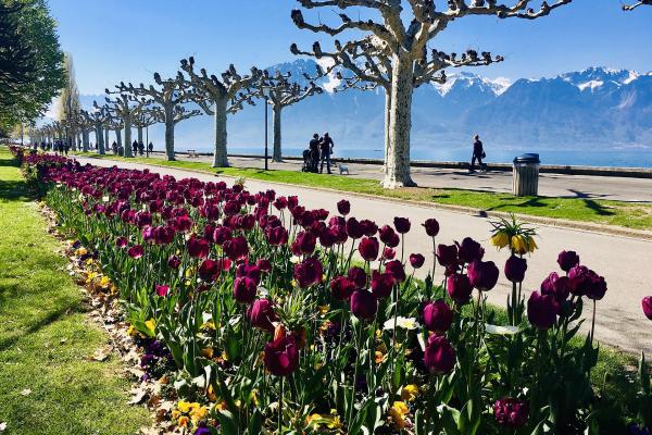 Lac Léman (Lake Geneva) Promenade