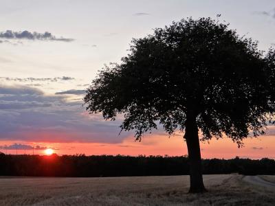 A large tree silhouetted against a vibrant sunset over a harvested field.