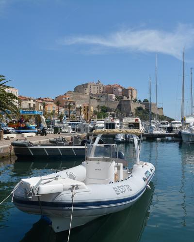 Citadel of Calvi on a hill overlooking the marina with boats and palm trees.