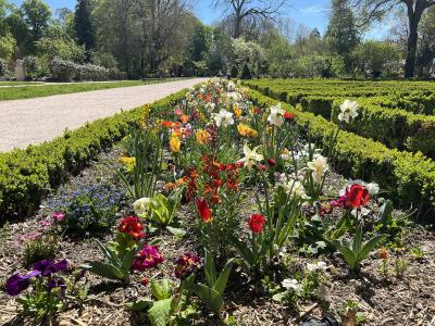Sunlit formal garden beds with colorful spring flowers and green hedges at Parc de l'Arquebuse in Dijon.