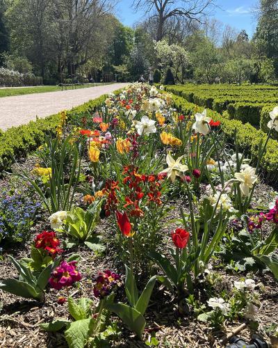 Sunlit formal garden beds with colorful spring flowers and green hedges at Parc de l'Arquebuse in Dijon.