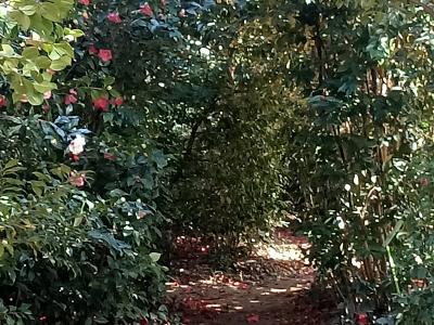 A sun-dappled dirt path winding through dense green foliage and flowering bushes with pink blossoms, likely in a garden or park setting.