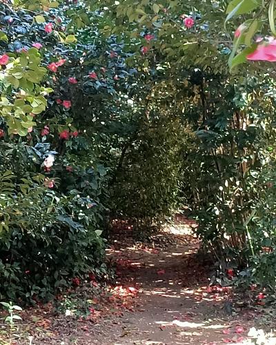 A sun-dappled dirt path winding through dense green foliage and flowering bushes with pink blossoms, likely in a garden or park setting.