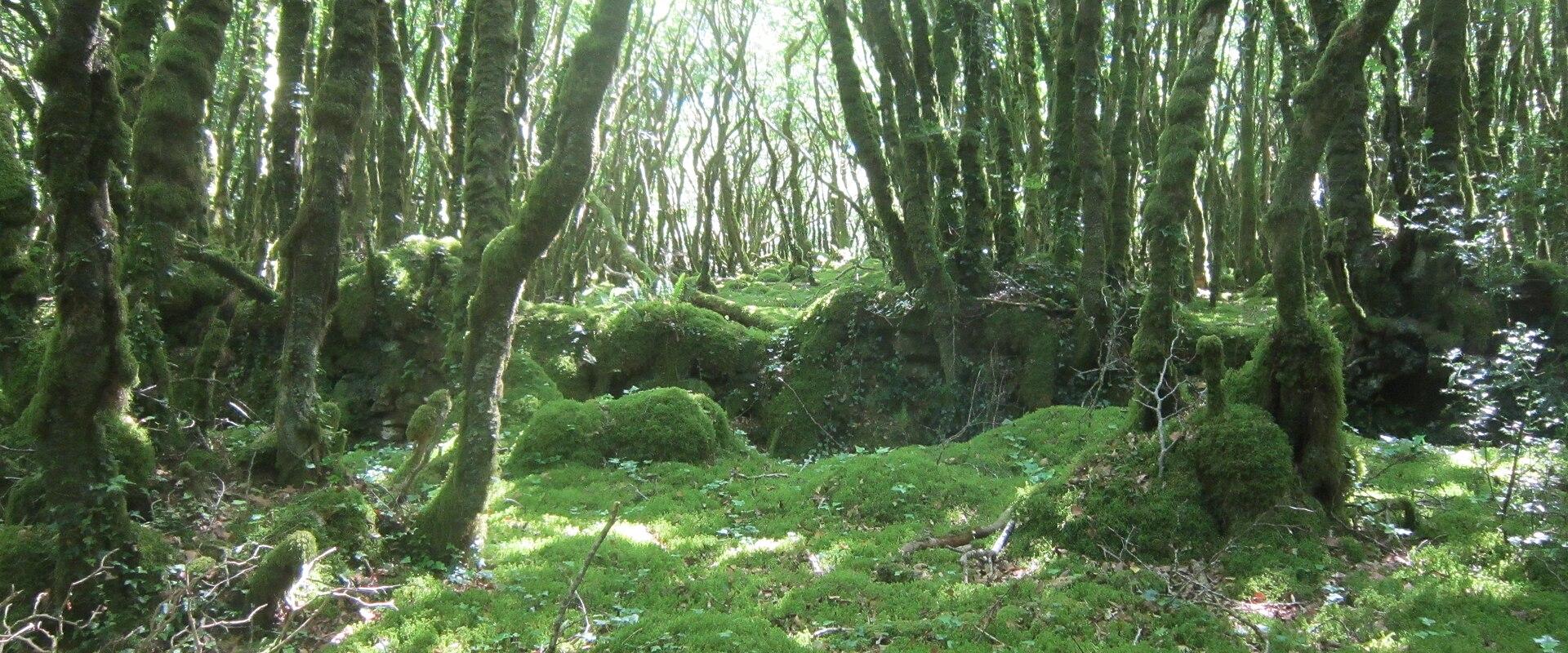 Surrounding Forests and Trails
