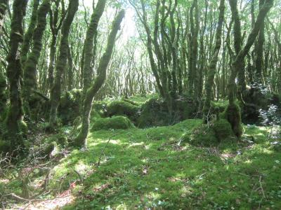077 Forêt Montagne de Locronan