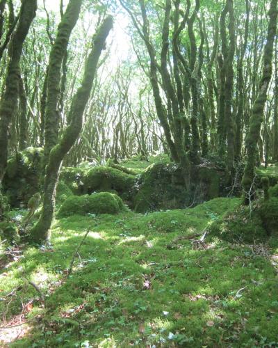 077 Forêt Montagne de Locronan