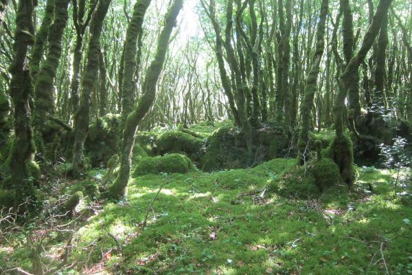 Surrounding Forests and Trails