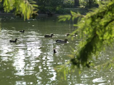 A view of a pond with several ducks swimming, framed by out-of-focus green foliage in the foreground and background.