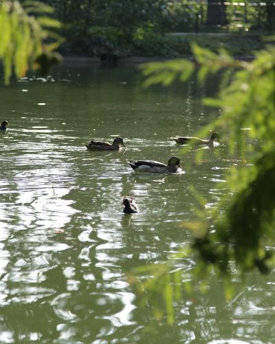 A view of a pond with several ducks swimming, framed by out-of-focus green foliage in the foreground and background.