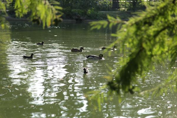Jardin Public