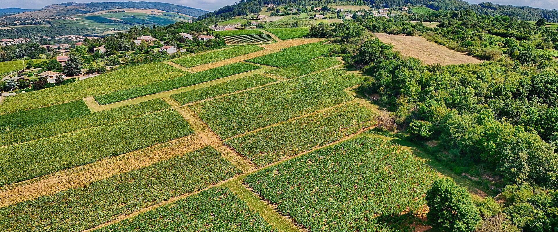 Vineyards in Burgundy France