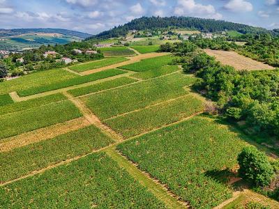 Vineyards in Burgundy France