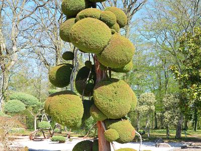A large, sculpted Japanese cryptomeria tree with spherical foliage clusters, situated in a landscaped garden with white gravel paths and other manicured trees under a clear blue sky.