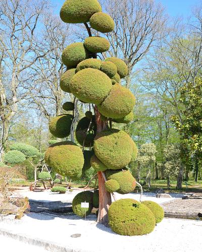 A large, sculpted Japanese cryptomeria tree with spherical foliage clusters, situated in a landscaped garden with white gravel paths and other manicured trees under a clear blue sky.