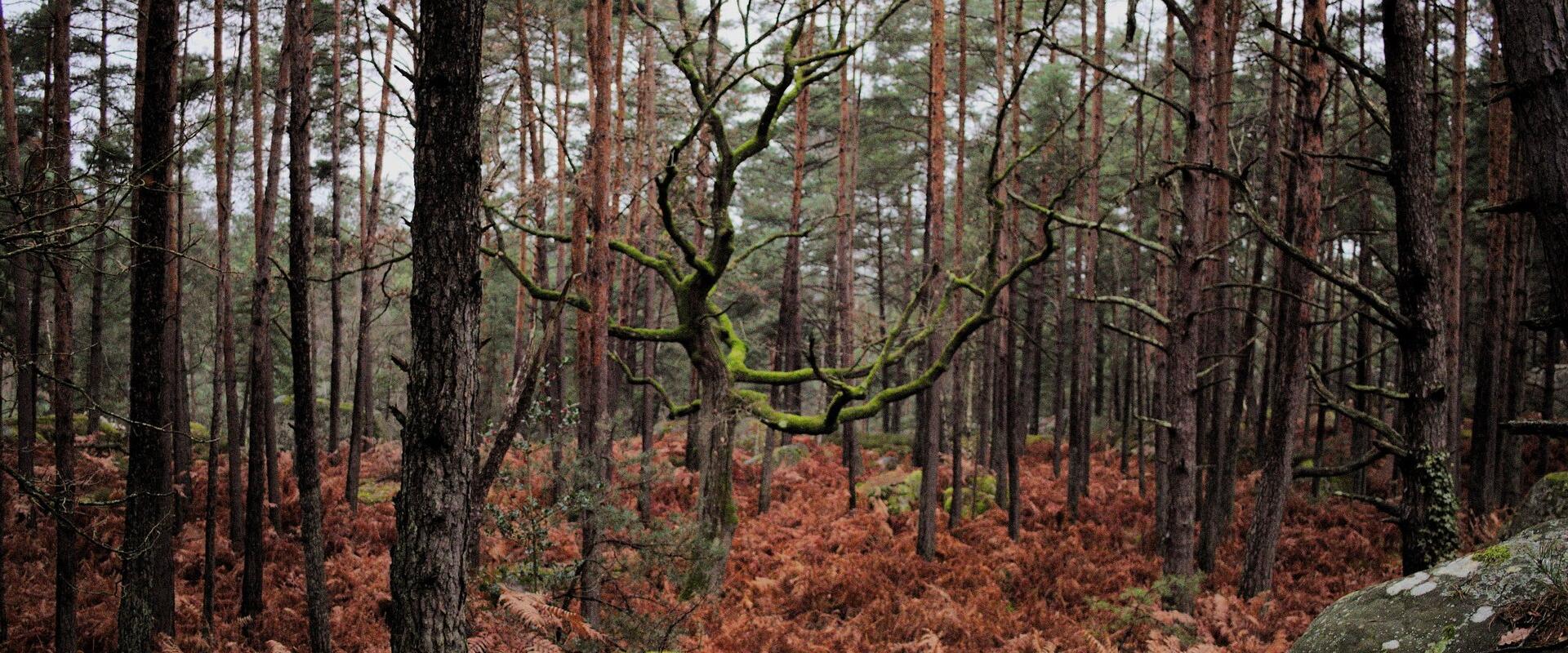 Forêt de Fontainebleau