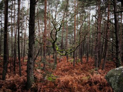 Sun-dappled pine forest with mossy oak branches and fern undergrowth in the Foret de Fontainebleau, France.