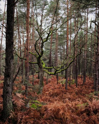 Sun-dappled pine forest with mossy oak branches and fern undergrowth in the Foret de Fontainebleau, France.