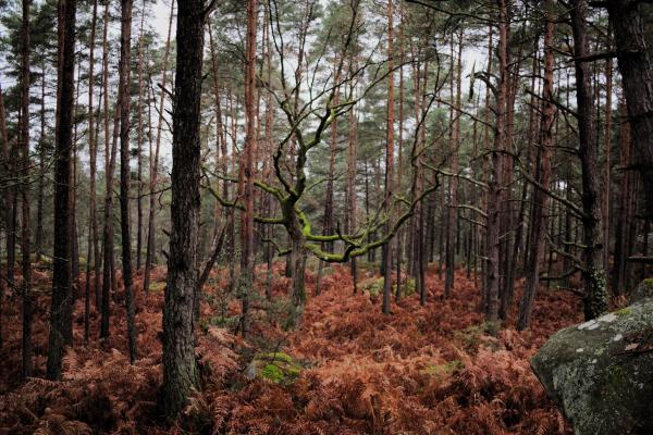 Forêt de Fontainebleau