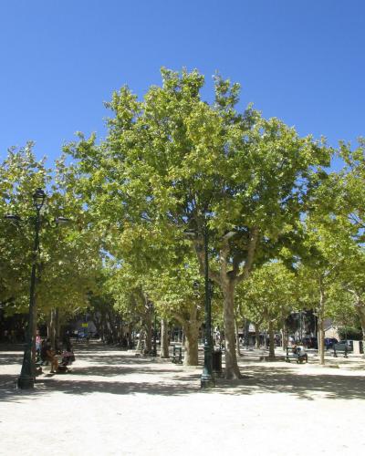 A sunlit, tree-lined public square with gravel ground, ornate black lampposts, benches, and people relaxing under a clear blue sky; no visible signage or unique architectural markers are present.